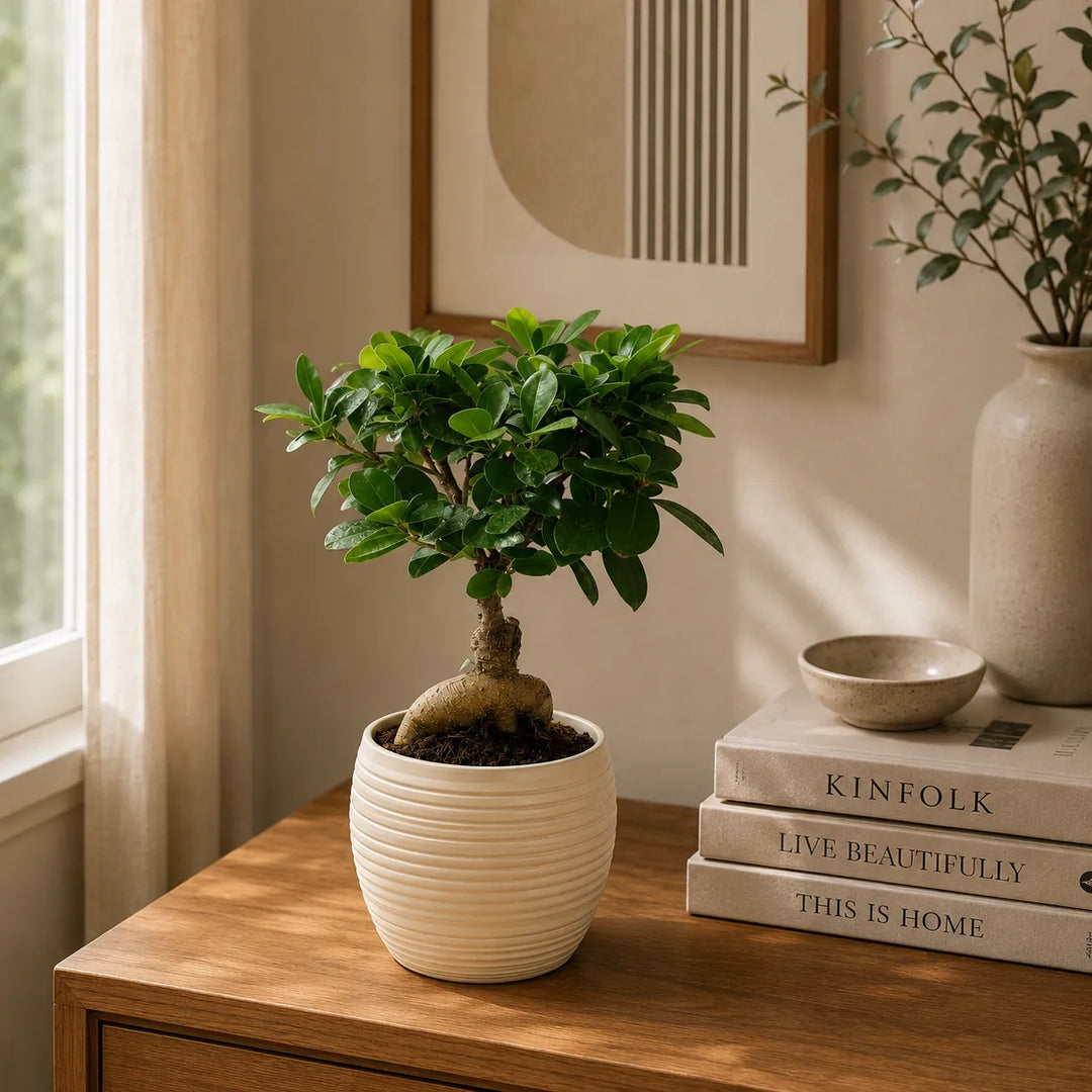 Bonsai Ficus Ginseng in vaso rigato Sally beige su mobile in legno con libri e complementi d’arredo moderni.
