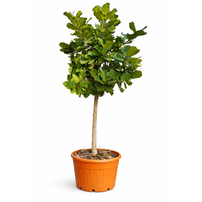 Ficus lyrata in conteiner D.69 H.270/300 cm