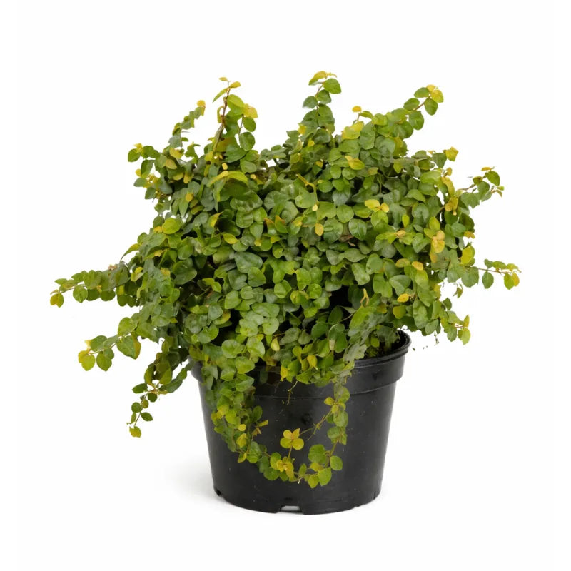 Ficus repens verde D.19 cm