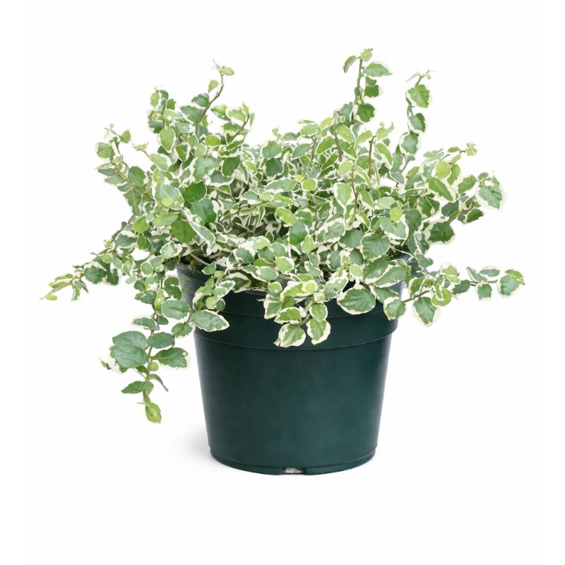 Ficus repens varigato white variegato D.19