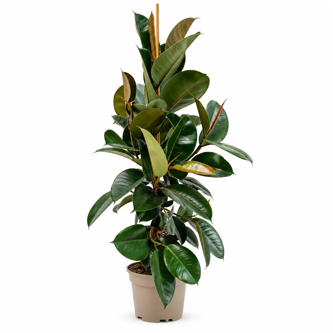 Ficus robusta - D.21 H.60 cm
