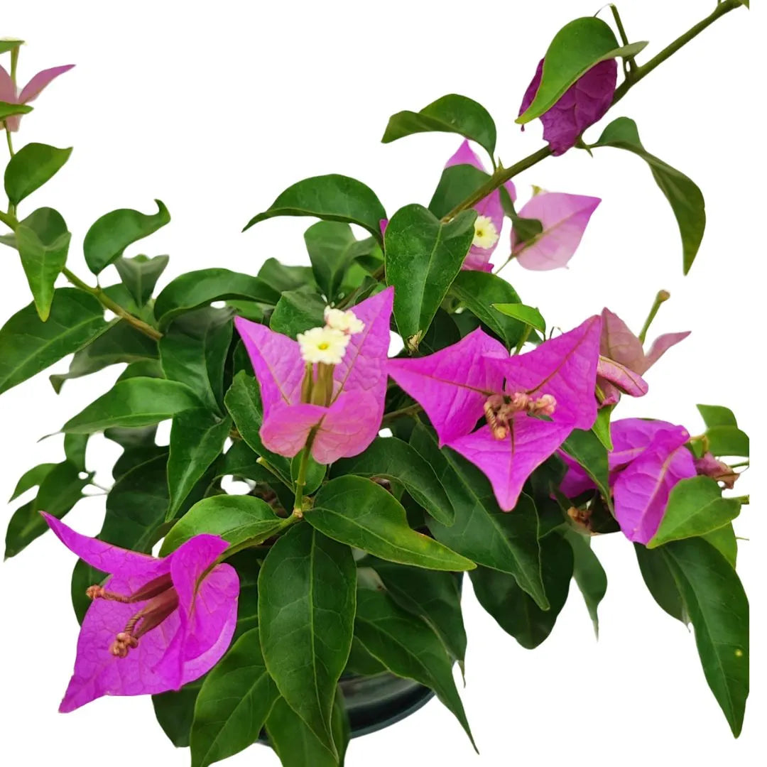 Primo piano dei fiori rosa accesi della Bouganvillea Glabra bonsai con foglie verdi