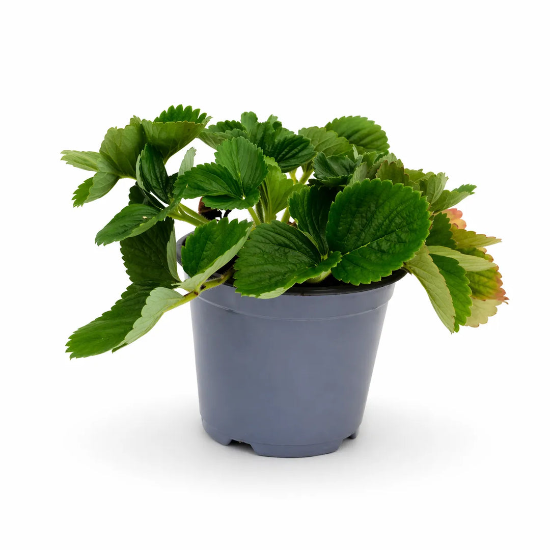 Fragola D.14 H.25 cm
