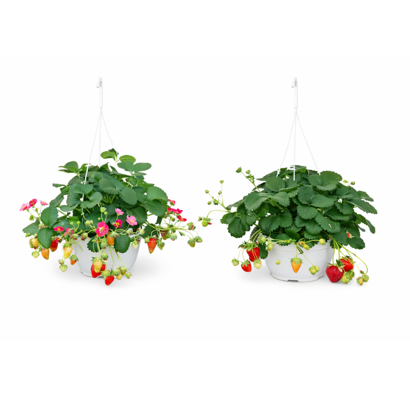Fragola D.19 BK H.45 cm
