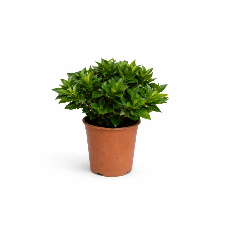 Gardenia D.14 H.30 cm