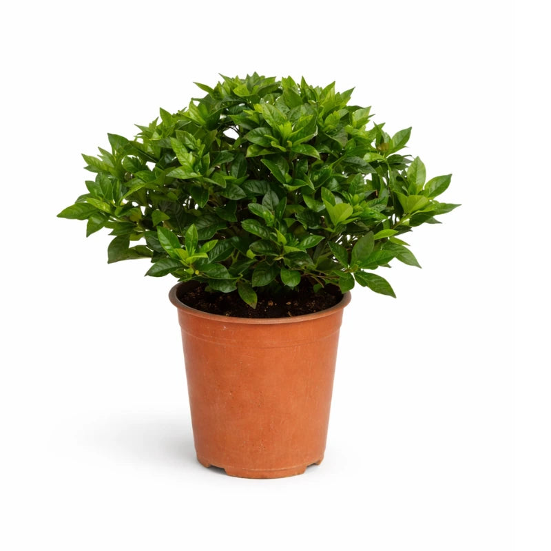Gardenia D.19 H.40 cm