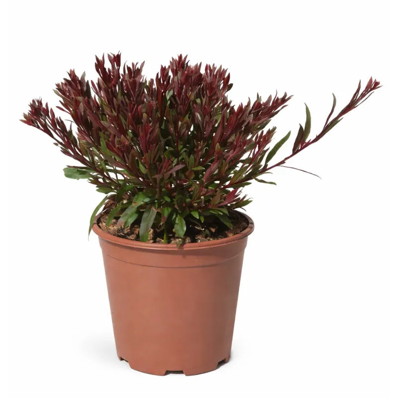 Gaura D.24 cm