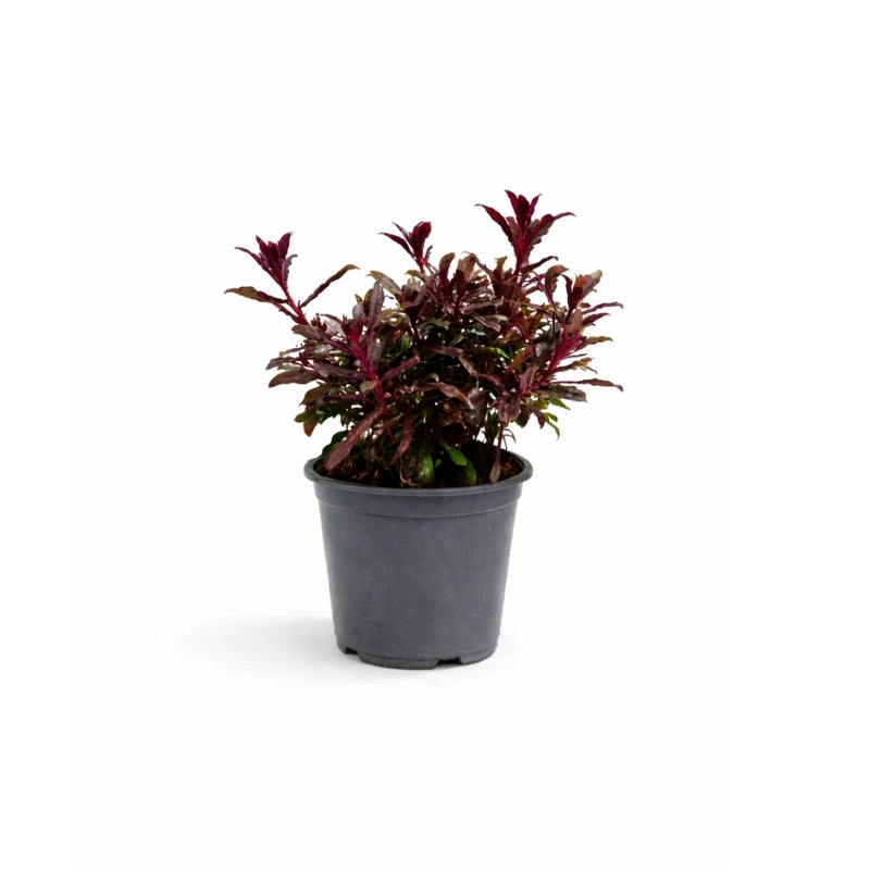 Gaura D.14 H.45 cm