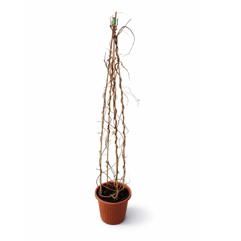 Glicine (WISTERIA) D. 30 cH.150 CM
