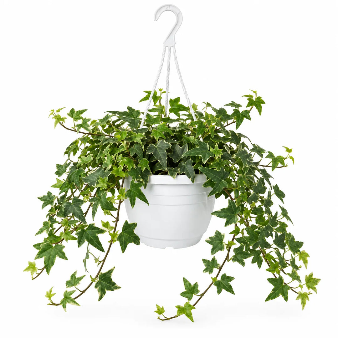 Hedera helix basket D. 14 - H. 41 cm