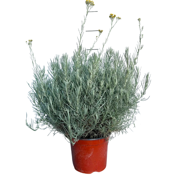 Helychrisum D. 19 - H. 50 cm