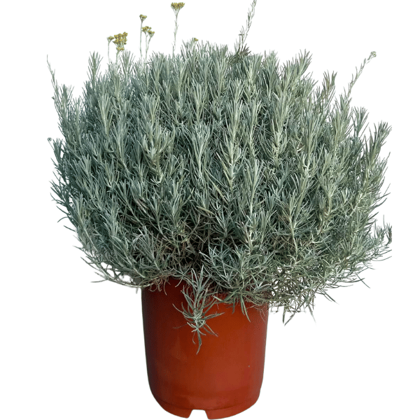 Helychrisum D. 24 cm Altezza 45 cm