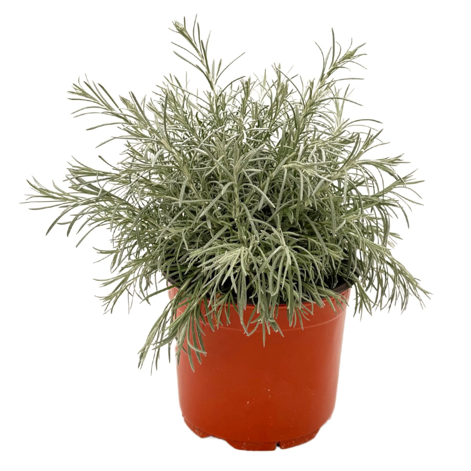 Helichrysum Italicum - pianta aromatica in vaso rosso, foglie argentee e forma cespugliosa