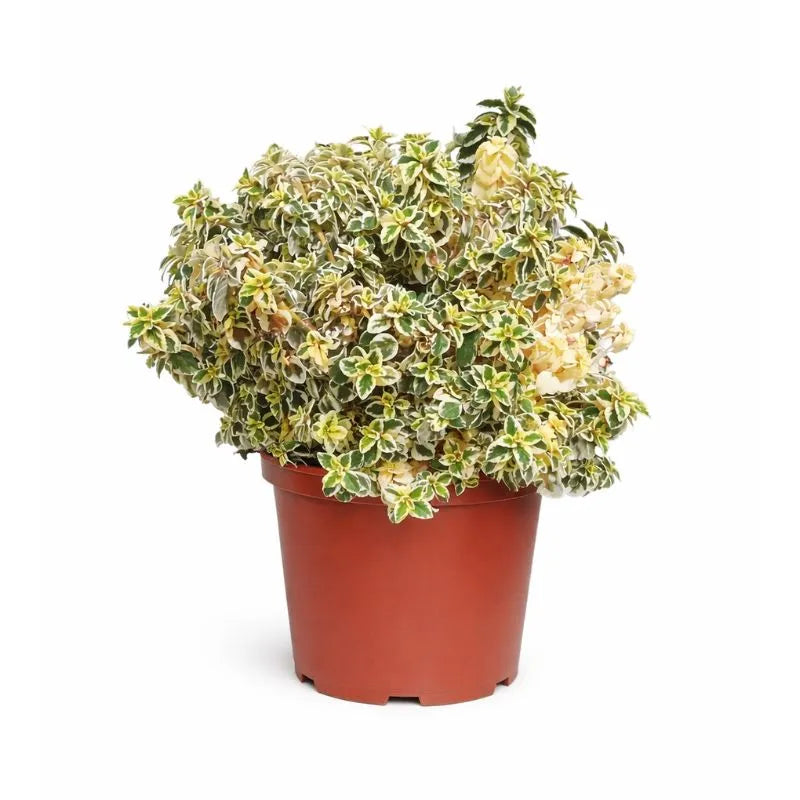 Hemizygia Candy Kisses D.18 H.45 cm