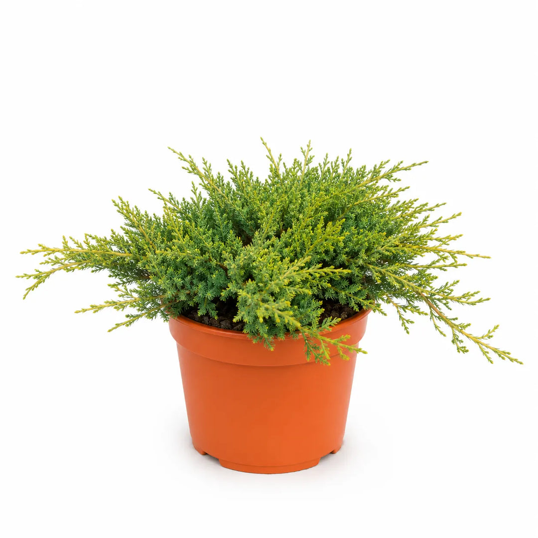 Juniperus mix D. 18 - H. 45 cm