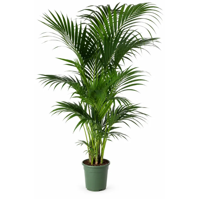 Kentia D. 24 - H. 170 cm
