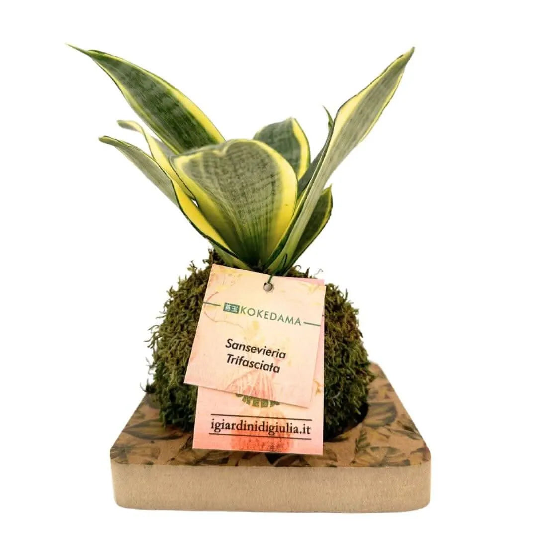 sansevieria creata con palla di muschio stile kokedama 