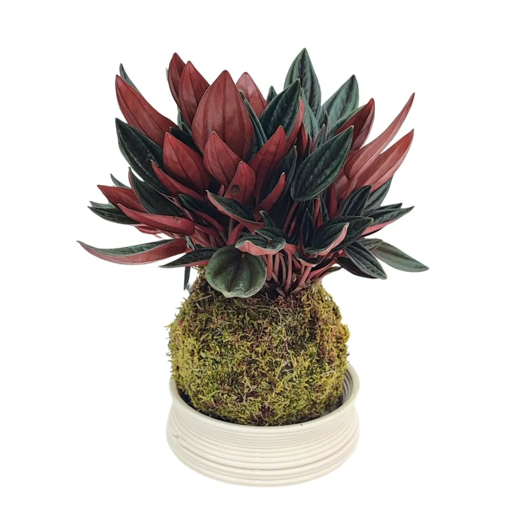 Kokedama di Peperomia Caperata Rossa con piattino in terracotta – pianta d’appartamento ornamentale a bassa manutenzione