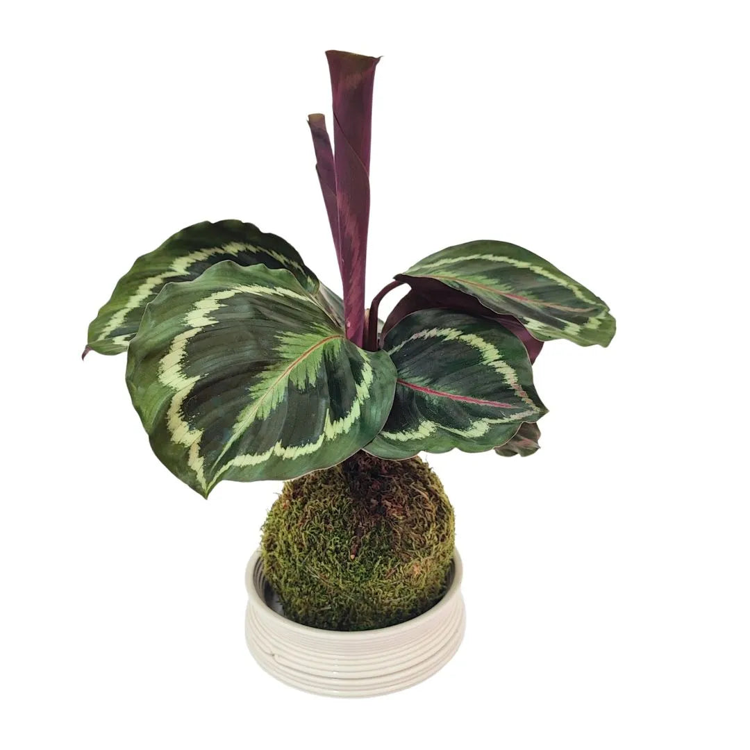 Kokedama di Calathea medallion con piattino in terracotta da 13 cm, pianta tropicale decorativa da interno


