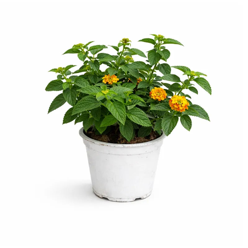 Lantana camara D.14 H.30 cm