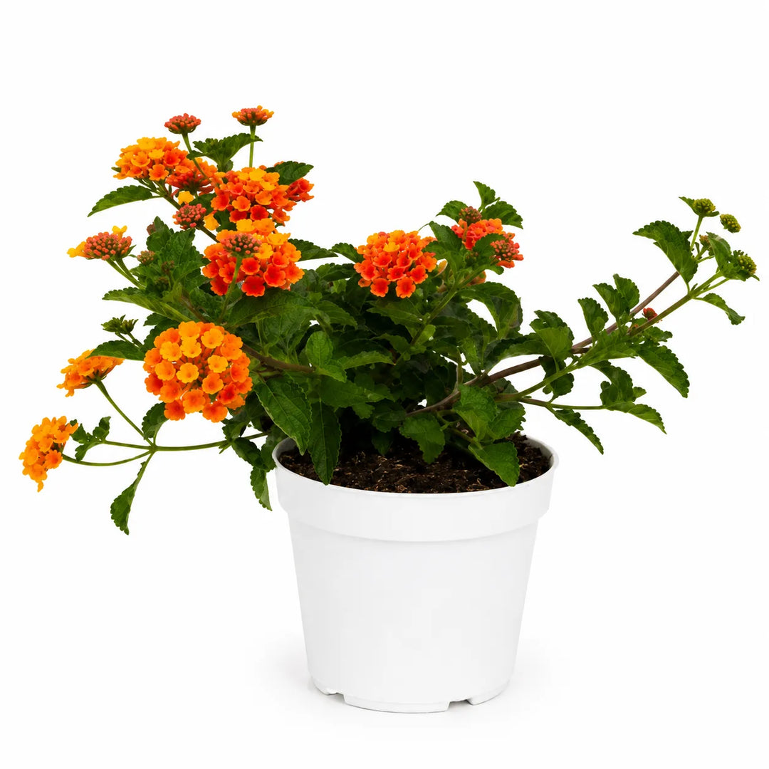Lantana montevidensis D. 18 - H. 35 cm