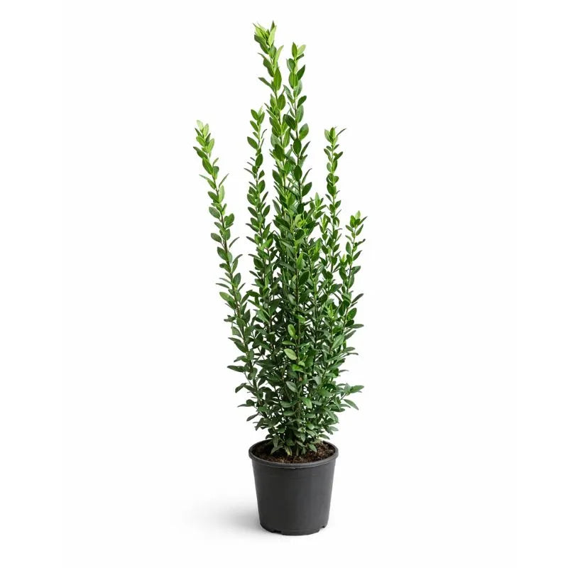 Laurus nobilis D.24 H.150 cm