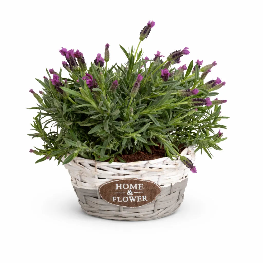 Composizione Lavanda Home &amp; Flower - Pianta di lavanda viola in cestino intrecciato bianco