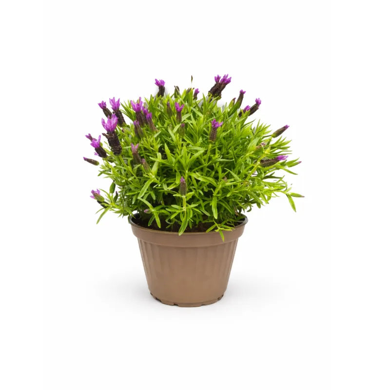 Lavanda stoechas D.22 H.30cm