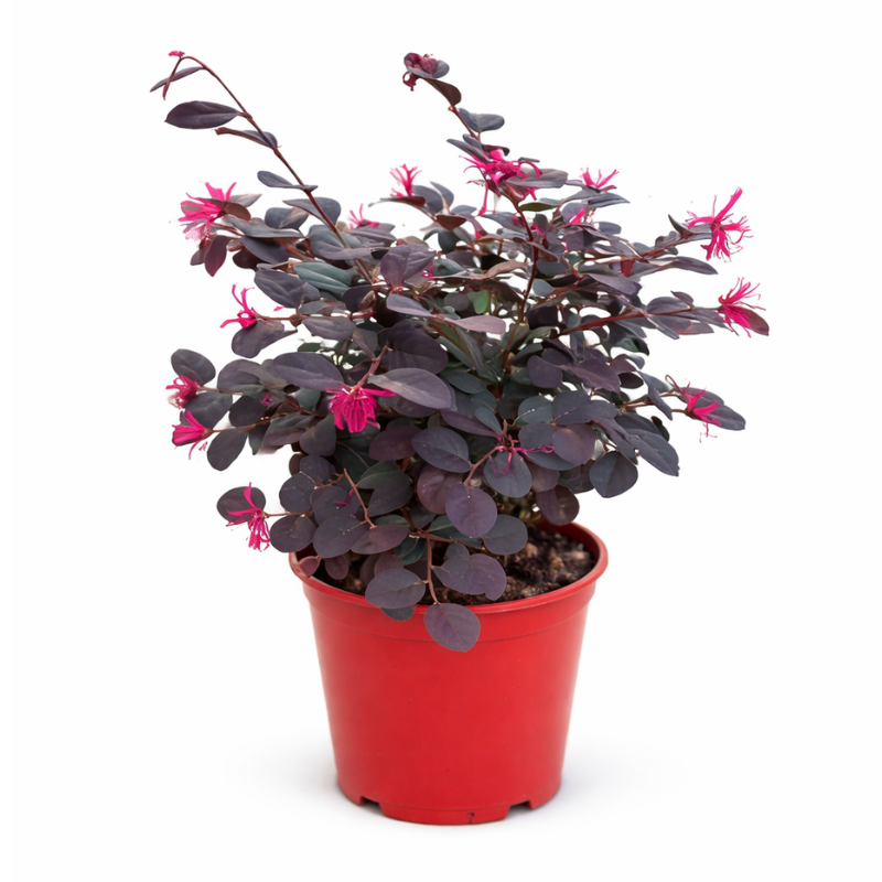 Loropetalum black pearl D.18 H.35 cm