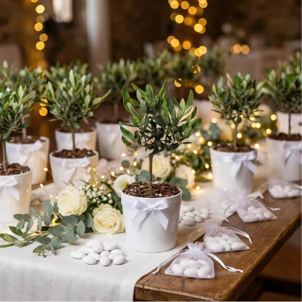 Bonsai Olivo personalizzato come bomboniera per matrimonio, battesimo o comunione