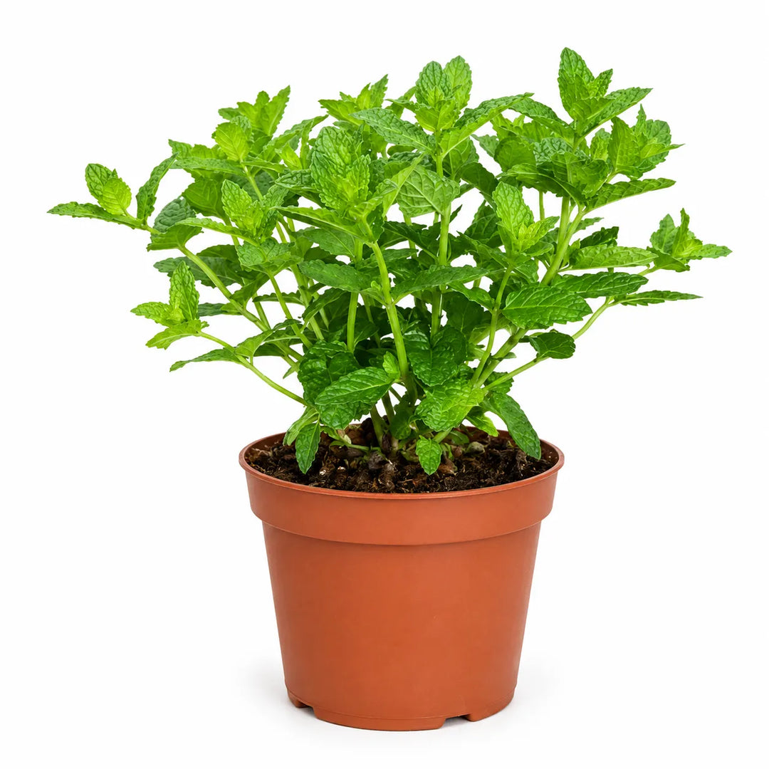 Menta D. 14 - H. 30 cm