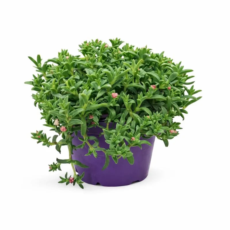 Mesembryanthemum D.18 H.30 cm