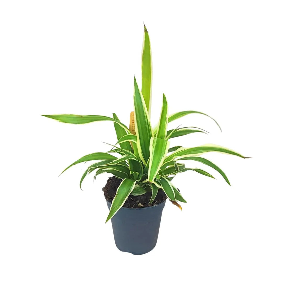 Mini Chlorophytum - Pianta ragno in vaso nero, foglie verdi e striate