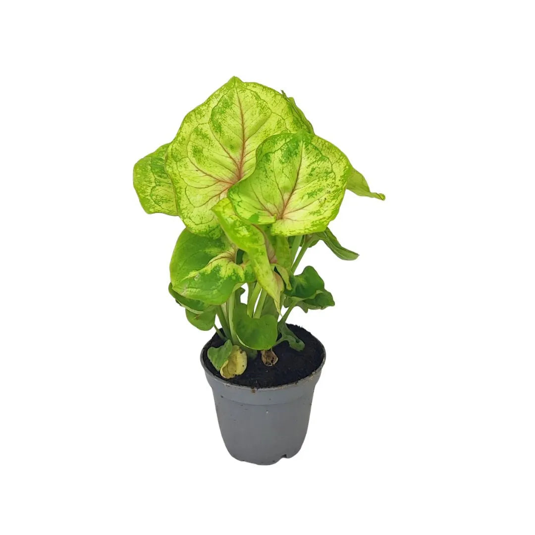 Mini Syngonium - piccola pianta verde con foglie a punta di freccia in vaso grigio