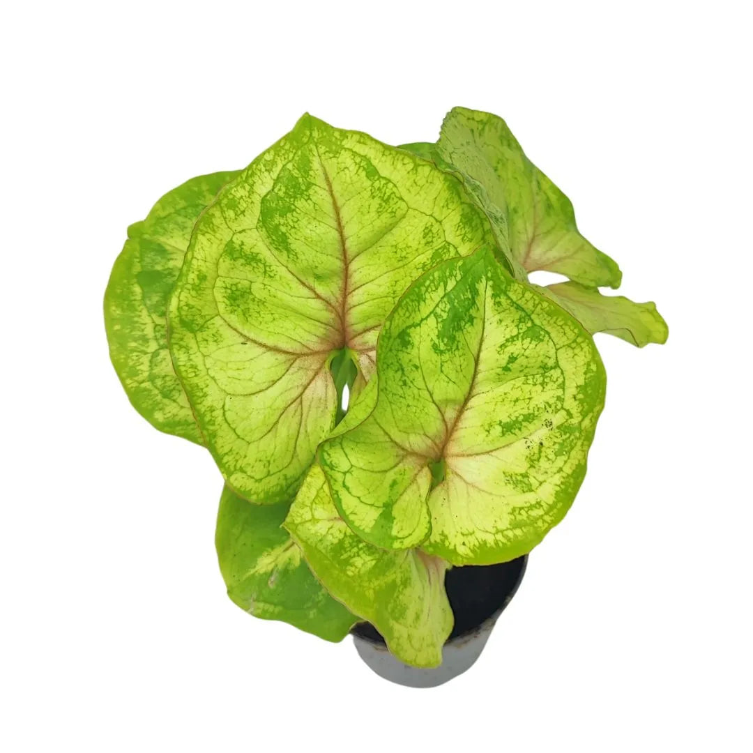 Mini Syngonium Pixie - vista dall'alto di foglie verdi con venature rosate