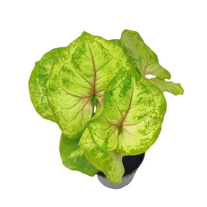 Mini Syngonium Pixie - vista dall&