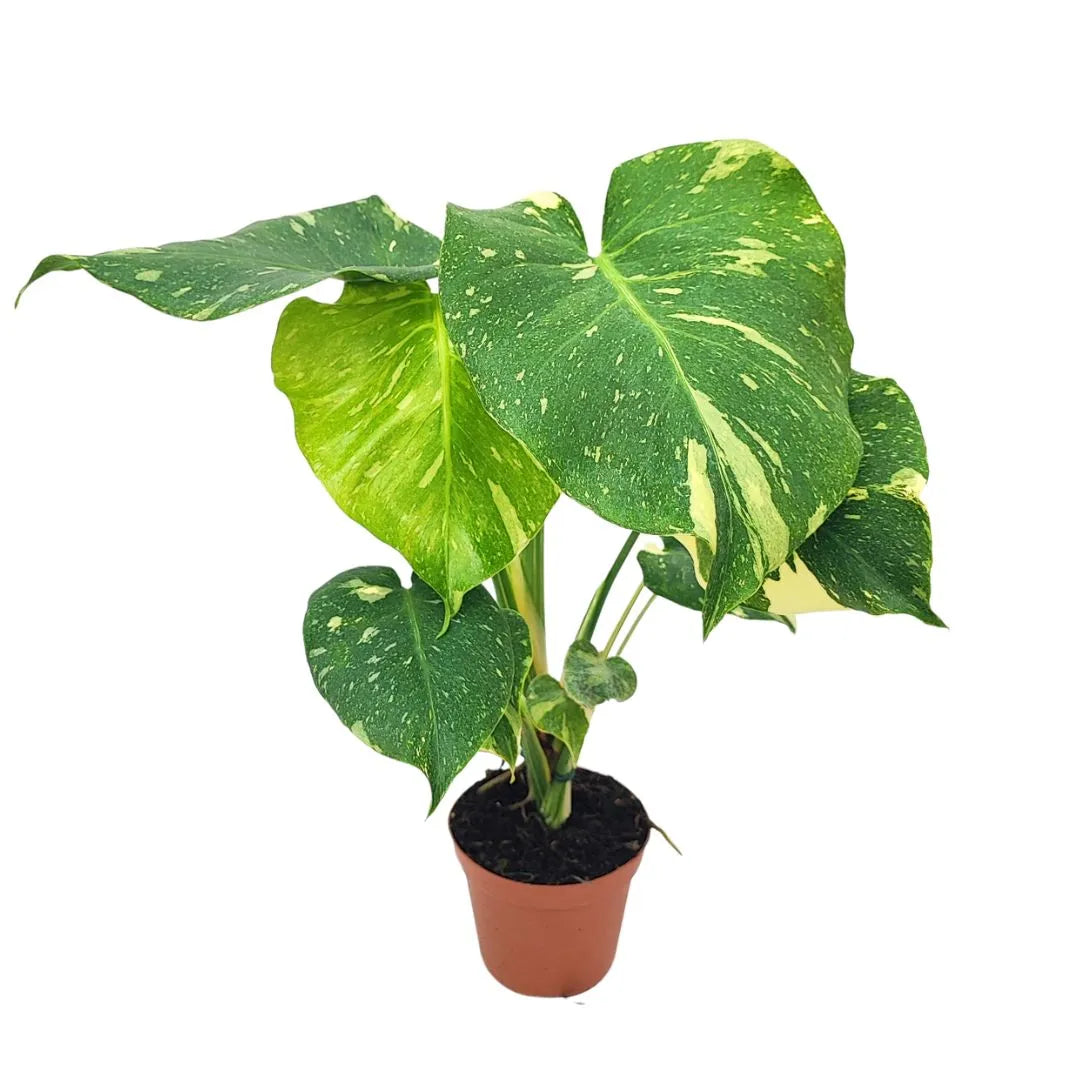 Monstera Thai Constellation D.17 H.65 cm