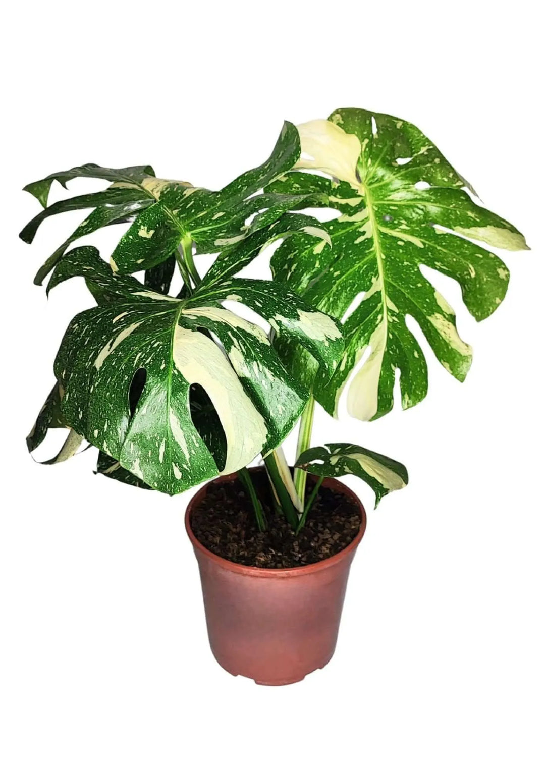 Monstera Thai Constellation - Altezza Pianta D.24 H.70/80 cm