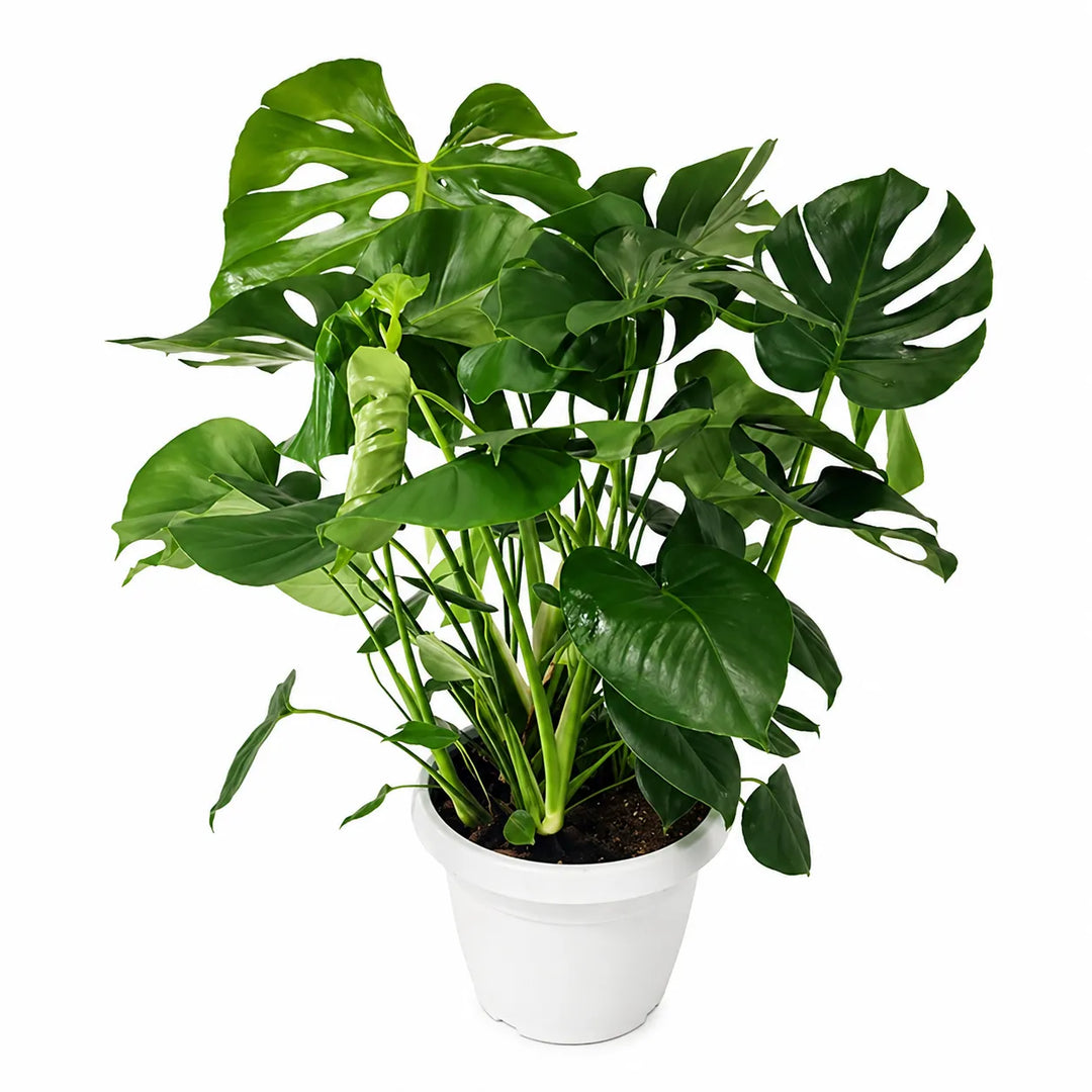 Monstera deliciosa D. 35 - H. 100 cm