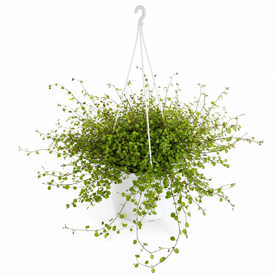 Muhlenbeckia in basket D. 19 - H. 55 cm
