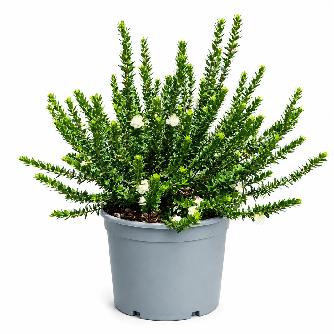 Myrtus tarentina D. 24 - H. 60 cm