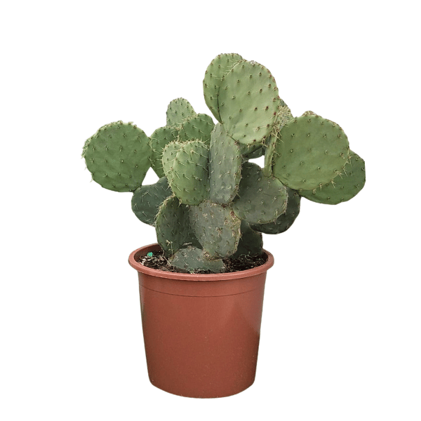 Opuntia Santa Rita D. 27 - H. 70 cm