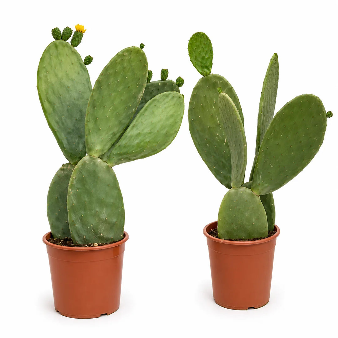 Opuntia D. 27 - H. 50/95 cm