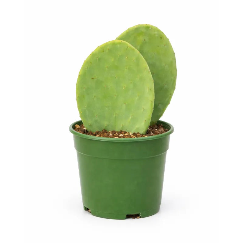 Opuntia D.21 H.40 cm