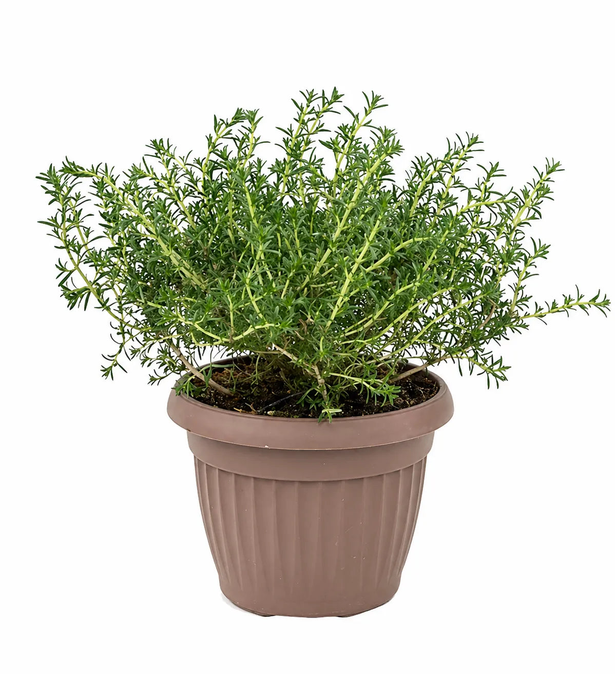 origano officinale in vaso marrone pianta aromatica da cucina sempreverde