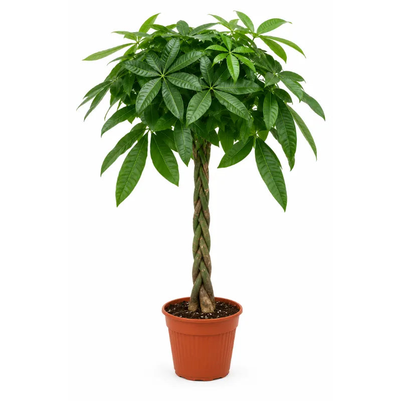 Pachira aquarica D. 24 - H. 180 cm