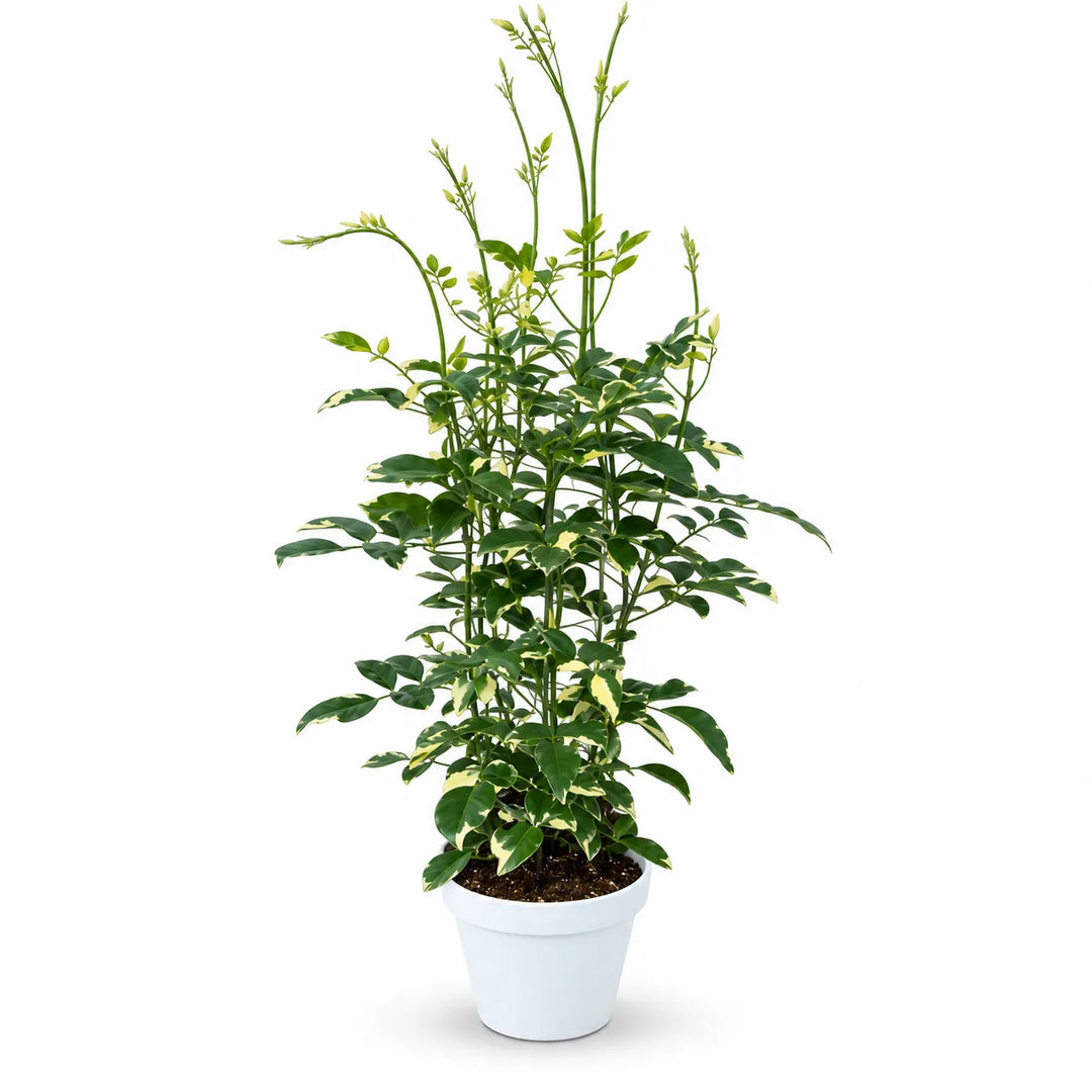 Pandorea Jasminoide variegata D. 22 - H. 70 cm