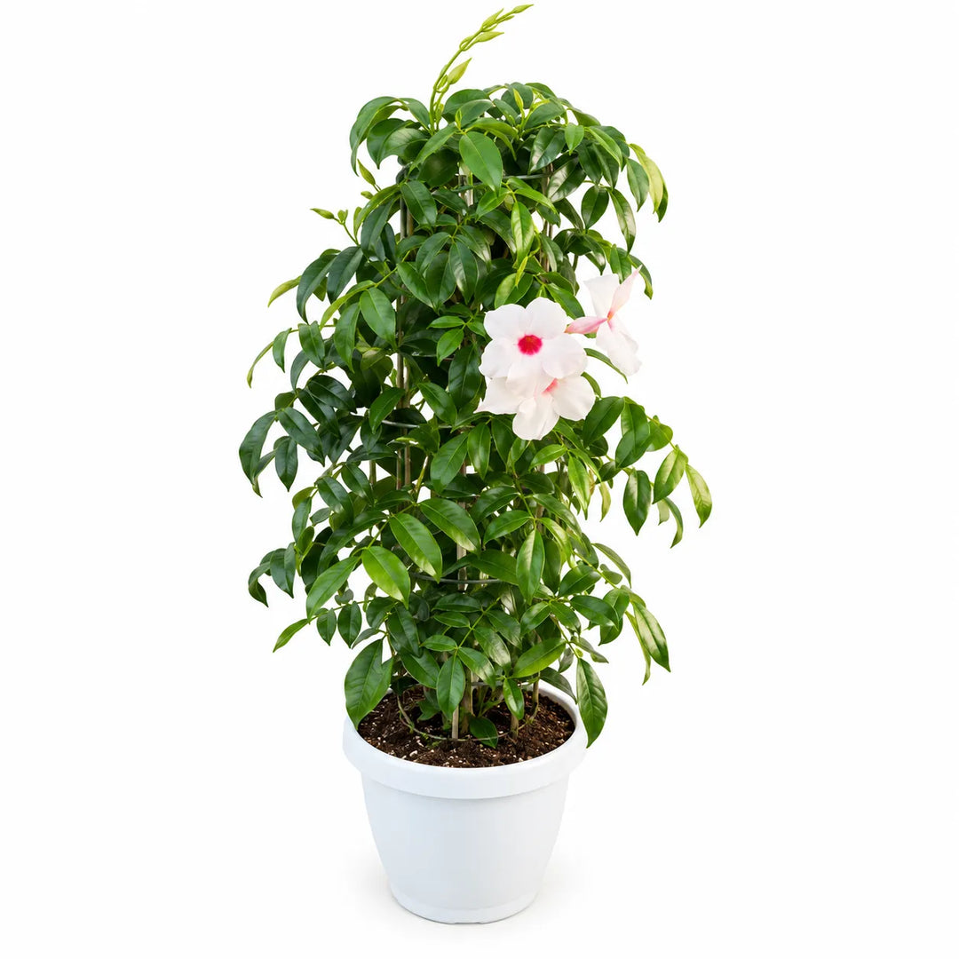 Pandorea Jasminoides in gabbia D. 22 - H. 70 cm
