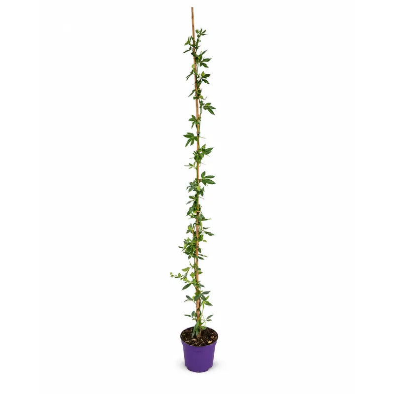 Passiflora D. 18 - H. 210 cm