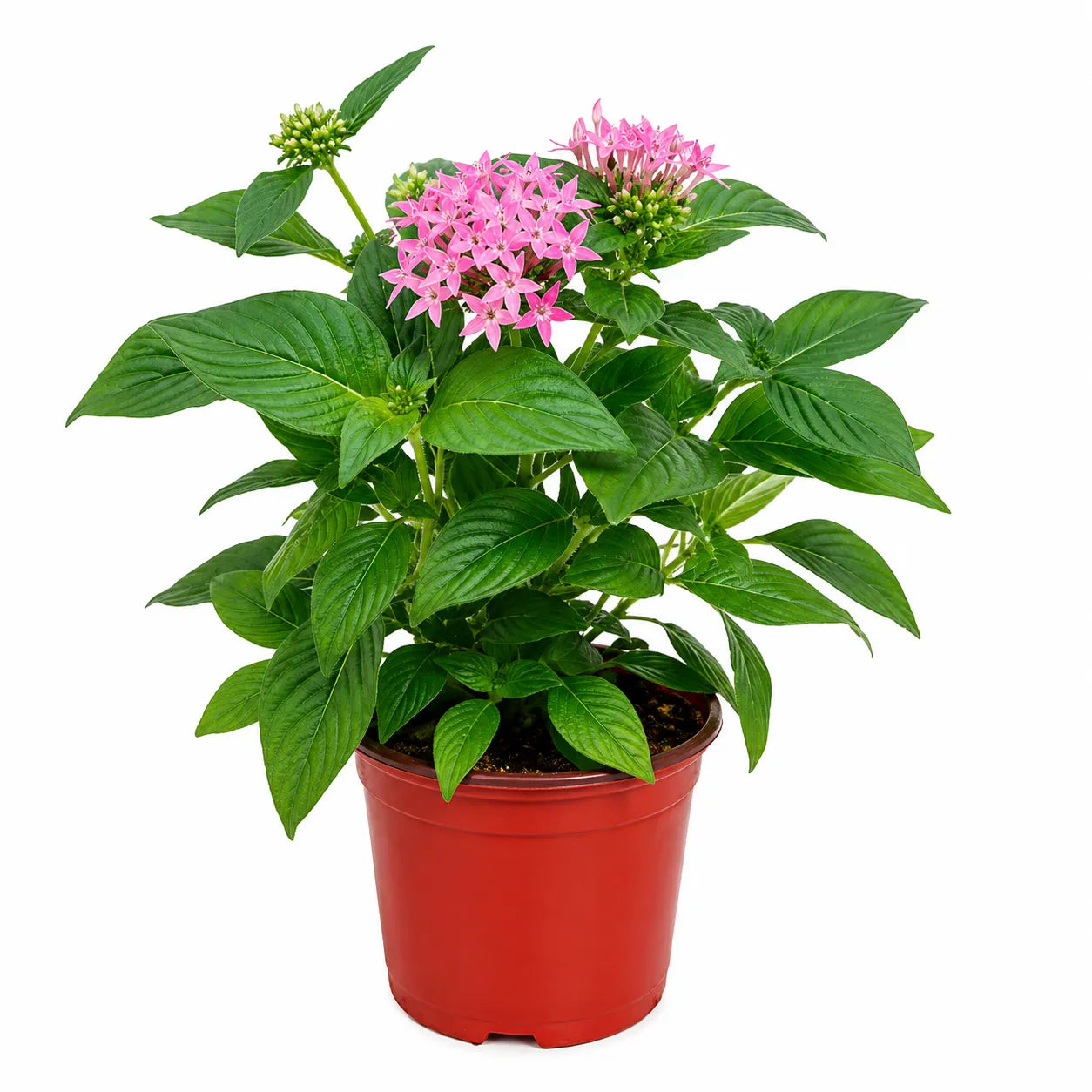 Pianta di Pentas con fiori rosa in vaso da coltivazione su sfondo bianco, pronta per essere rinvasata o coltivata all'esterno.